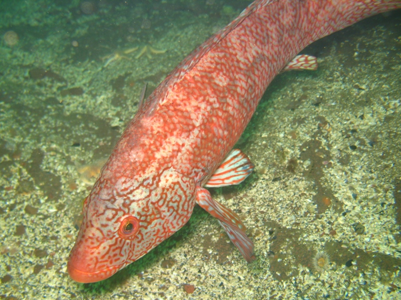 2009-05-25 St Abbs 016.jpg